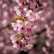 6ft Half-Standard 'Accolade' Cherry Blossom Tree | Mature Bare Root | 6/8cm Girth